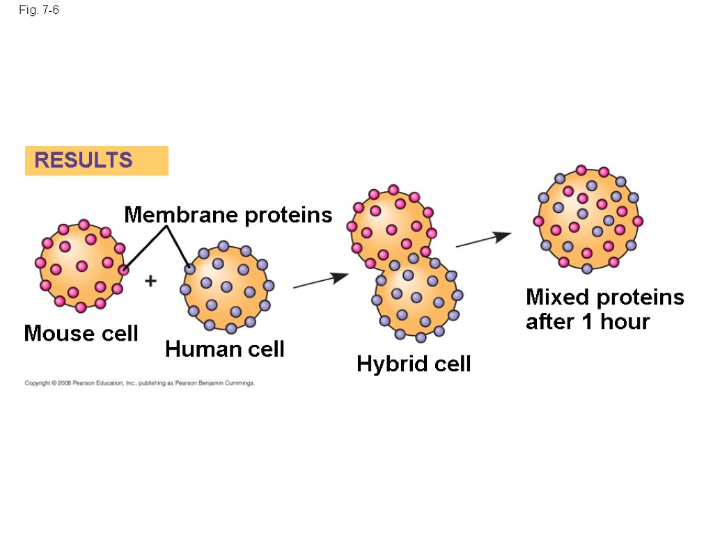 Fig. 7-6 RESULTS Membrane proteins Mouse cell Human cell Hybrid cell Mixed proteins after